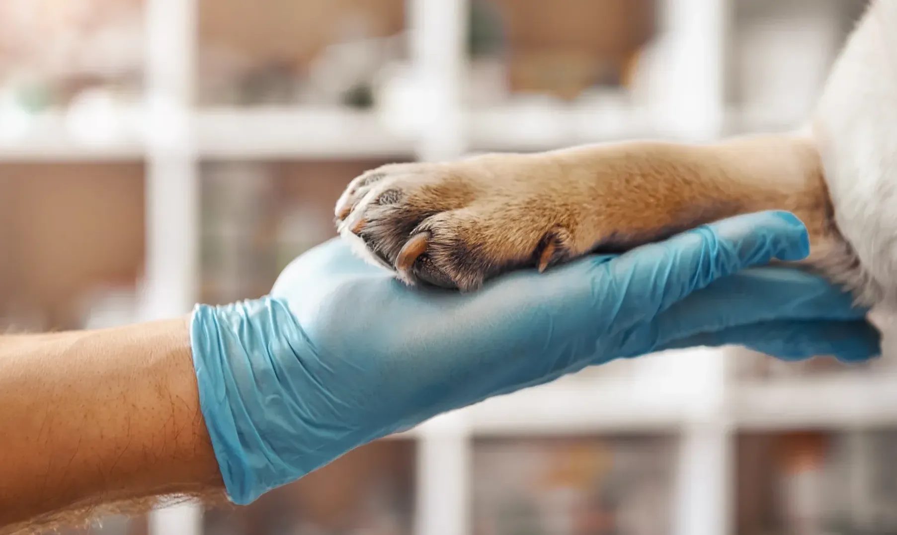 Gloved hand gently holding a dog's paw at a veterinary clinic